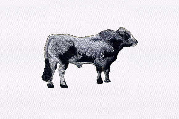 Gray and Black Cow